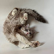 Lilou participe au concours pour gagner de l'argent avec cette photo : cat, kitten, animal, fluffy, long_hair, gray_and_white, blue_eyes, pink_nose, paws, whiskers, fur, lying_down, upside_down, stretching, playful, indoors, white_background, portrait, closeup, funny_pose