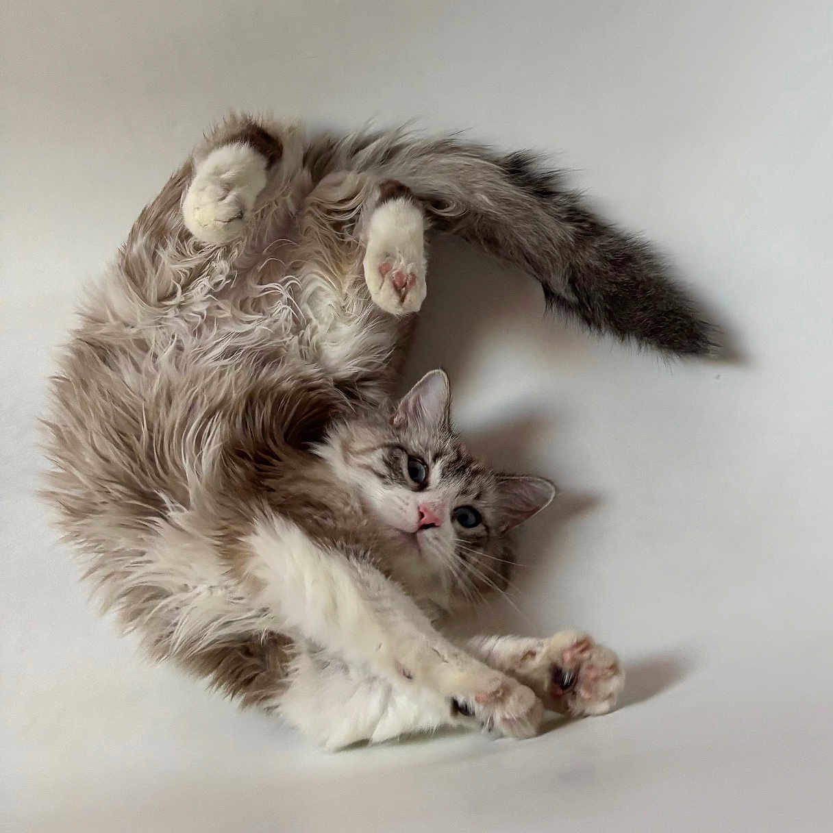 Lilou participe au concours pour gagner de l'argent avec cette photo : cat, kitten, animal, fluffy, long_hair, gray_and_white, blue_eyes, pink_nose, paws, whiskers, fur, lying_down, upside_down, stretching, playful, indoors, white_background, portrait, closeup, funny_pose