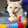 cat, kitten, cream_fur, blue_eyes, open_mouth, whiskers, ears, nose, face, animal, pet, rainbow_toy, cat_toy, colorful, blanket, indoor, close_up, portrait, playful, fluffy
