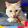 cat, cream_cat, blue_eyes, close_up, portrait, pet, feline, whiskers, pink_nose, pointed_ears, feather_toy, colorful_toy, playing, lying_down, indoor, blanket, soft_focus, shallow_depth_of_field, blue_background, animal_photography