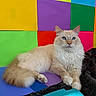 cat, fluffy, cream_colored, blue_eyes, long_hair, pet, animal, sitting, lounging, portrait, indoors, colorful_background, geometric_pattern, rainbow_colors, blanket, close_up, whiskers, ears, paws, photography