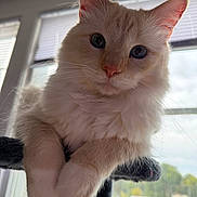 Snow is registered to the contest to win money with this photo: cat, kitten, cream_fur, blue_eyes, whiskers, ears, paws, feline, pet, animal, close_up, portrait, looking_at_camera, scratching_post, indoor, window, backlit, fluffy, curious, home