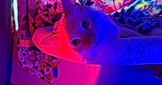 Snow joined the competition — help win amazing prizes! cat, feline, pet, animal, neon_lighting, pink_light, blue_light, colorful, portrait, closeup, whiskers, ears, eyes, lying_down, relaxed, indoor, floral_background, bedding, cozy, nightclub_style