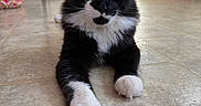 Punch is registered to the contest to win money with this photo: cat, tuxedo_cat, black_and_white, kitten, pet, animal, whiskers, paws, white_paws, fur, lying_down, portrait, indoors, kitchen, tile_floor, cabinets, home, cute, alert, centered_subject