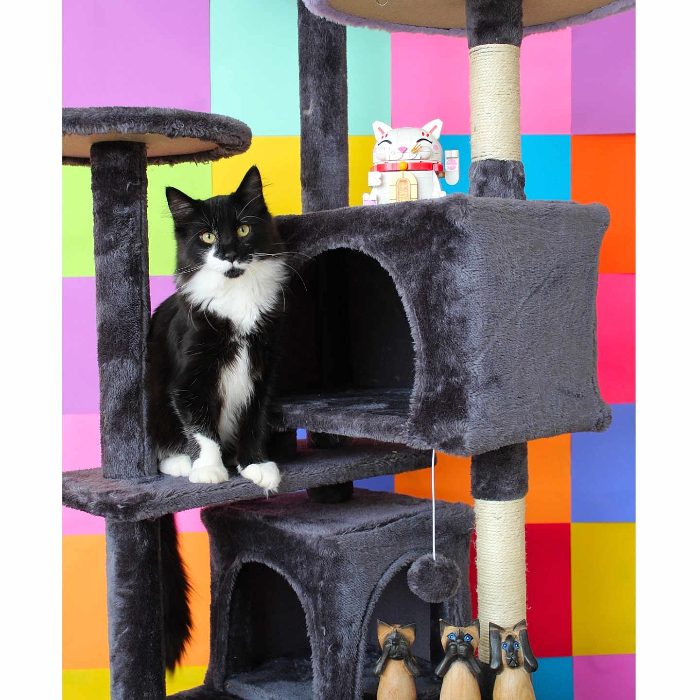 Punch is registered to the contest to win money with this photo: cat, tuxedo_cat, black_and_white, pet, animal, sitting, portrait, cat_tree, scratching_post, pet_furniture, platform, cat_condo, toy, figurine, lucky_cat, wooden_statues, colorful_background, checkerboard, indoors, whiskers