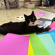 Punch is registered to the contest to win money with this photo: cat, tuxedo_cat, black_and_white, pet, animal, feline, whiskers, ears, eyes, lying_down, relaxed, indoor, craft_room, construction_paper, colorful, art_supplies, tile_floor, cat_tree, scratching_post, portrait
