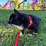 Punch is registered to the contest to win money with this photo: cat, black_cat, white_chest, animal, pet, harness, leash, grass, playground, outdoors, park, colorful, purple_slide, trees, greenery, feline, whiskers, ears, side_profile, daylight