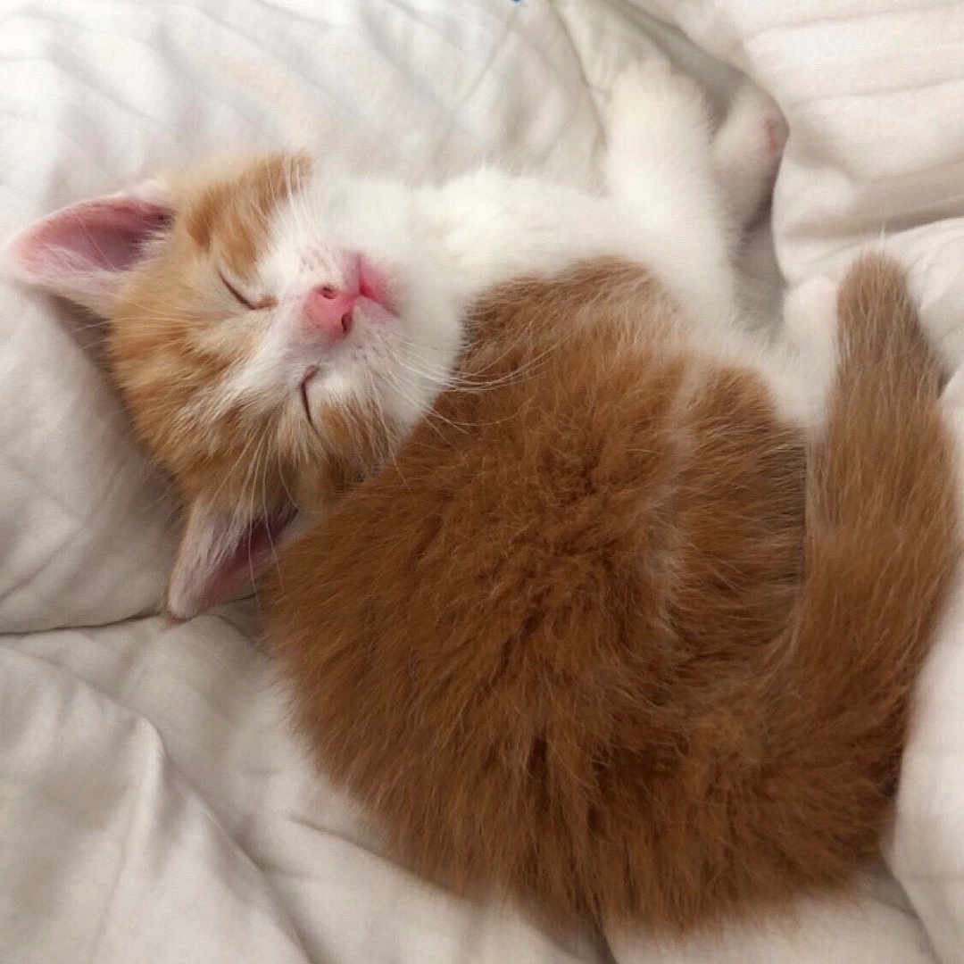 Millie joined the competition — help win amazing prizes! adorable, animal, bed, blanket, cozy, cute, feline, fur, indoor, kitten, nap, orange_and_white, paw, pet, resting, sleeping, soft, tail, whiskers, young