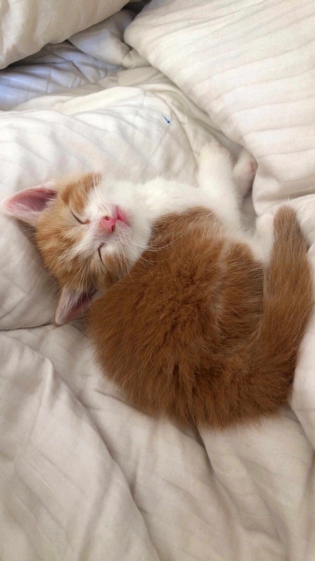 Millie joined the competition — help win amazing prizes! kitten, sleeping, orange_and_white, fur, bed, blanket, cozy, cute, pet, animal, whiskers, paw, tail, resting, indoor, soft, adorable, young, feline, nap