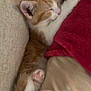 Millie is registered to the contest to win money with this photo: kitten, sleeping, cat, orange_and_white, paw, cozy, blanket, cushion, cute, pet, feline, indoor, relaxing, soft, fur, animal, napping, resting, closeup, domestic_cat