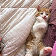 Millie is registered to the contest to win money with this photo: kitten, cat, pet, animal, cute, furry, lying_down, bed, blanket, paws, orange, white, young, playful, soft, domestic, feline, indoor, cozy, resting