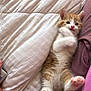 kitten, cat, pet, animal, cute, furry, lying_down, bed, blanket, paws, orange, white, young, playful, soft, domestic, feline, indoor, cozy, resting