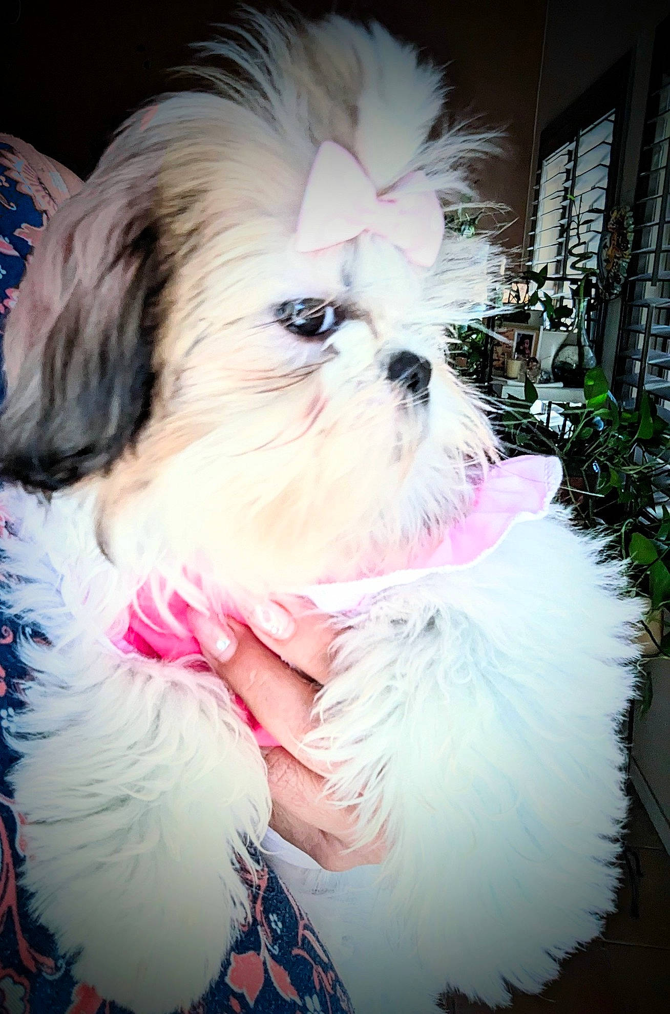 Coco is registered to the contest to win money with this photo: canidae, carnivore, companion_dog, dog, dog_breed, dog_supply, fashion_accessory, fawn, fur, maltepoo, plant, shih_tzu, small_terrier, snout, sporting_group, tail, terrier, toy_dog, whiskers, working_animal