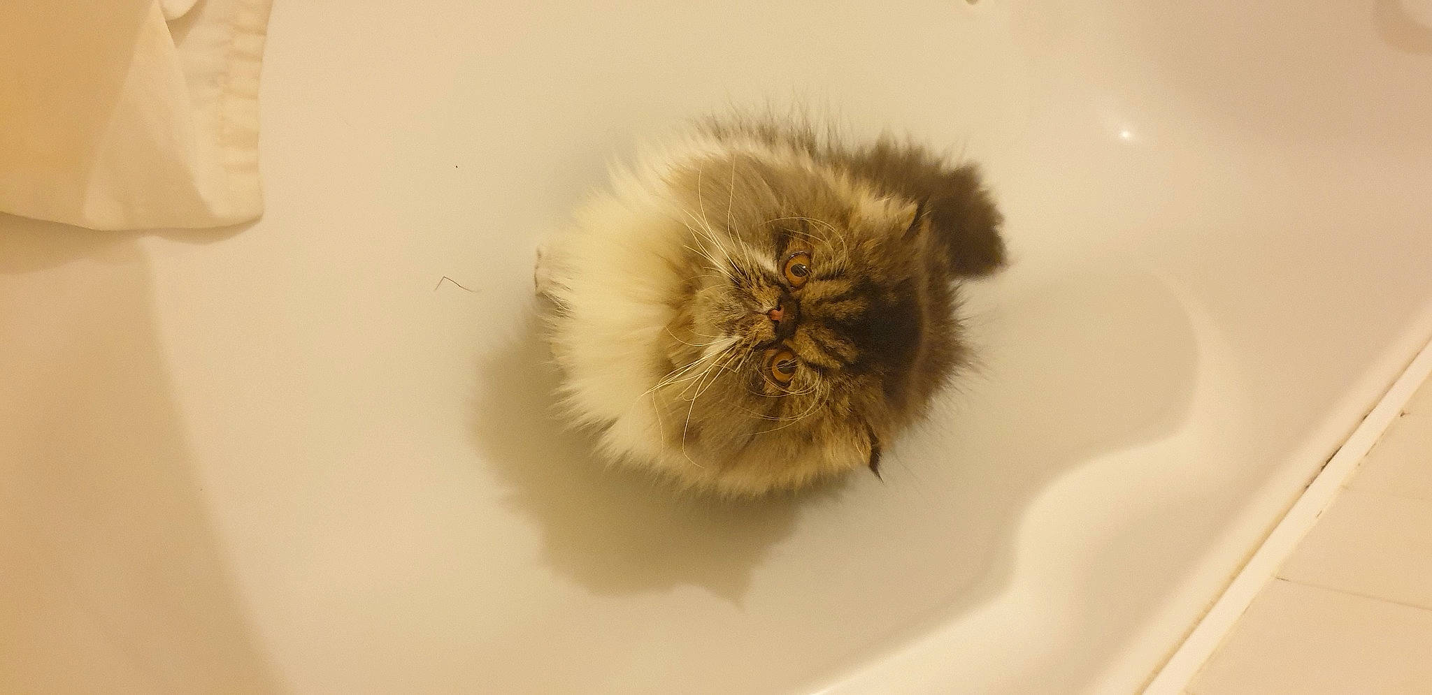 Ryuk participe au concours pour gagner de l'argent avec cette photo : bathroom, felidae, fur, galliformes, gas, macro_photography, plant, poultry, small_to_medium_sized_cats, snout, terrestrial_animal, whiskers