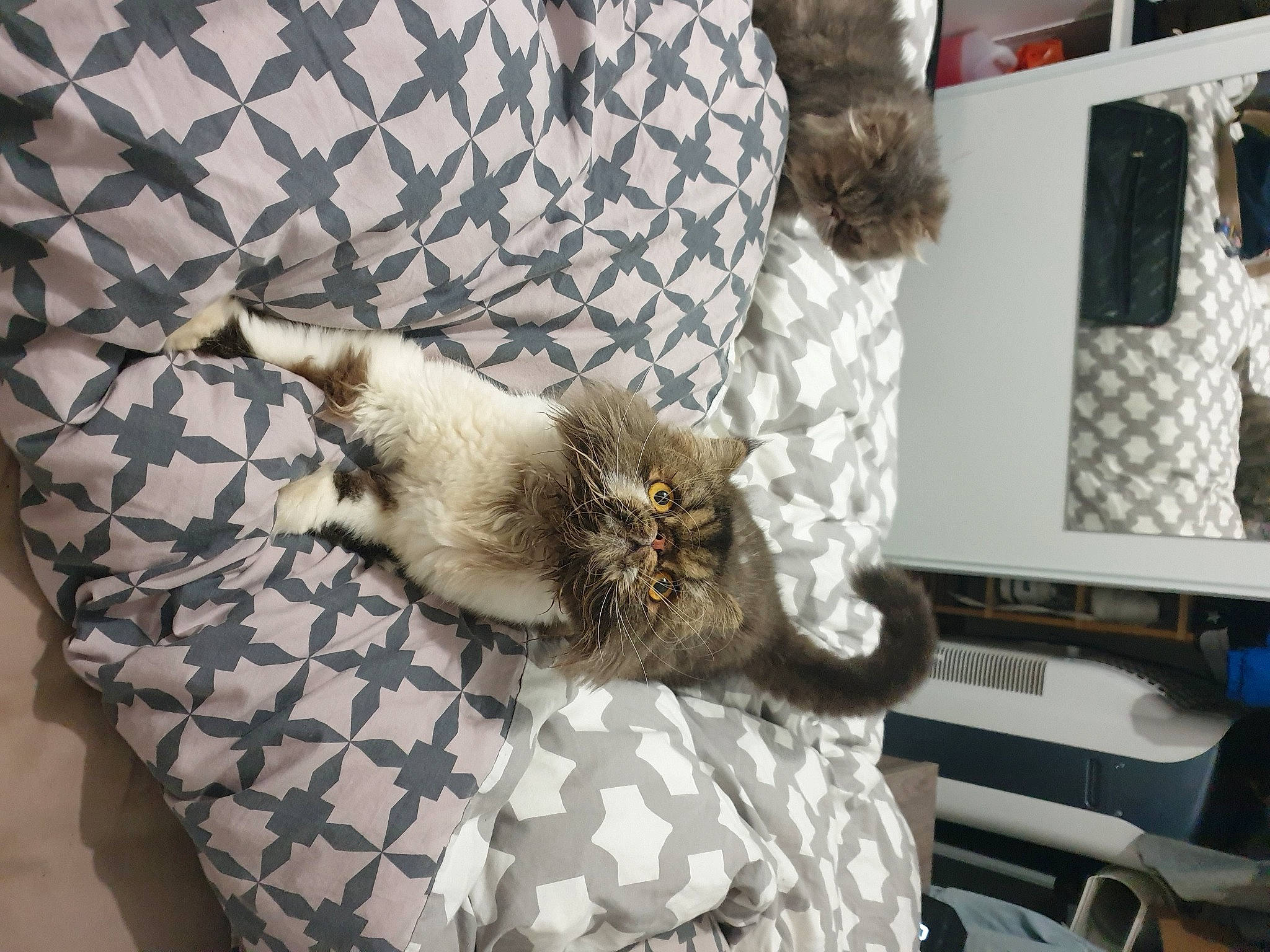 Ryuk a rejoint le concours — aidez-le/la à gagner de superbes lots ! canidae, carnivore, cat, comfort, computer, domestic_short_haired_cat, fawn, felidae, fur, grey, linens, nap, pattern, paw, room, small_to_medium_sized_cats, tail, textile, whiskers, wood