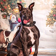Mylie a rejoint le concours — aidez-le/la à gagner de superbes lots ! dog, black_dog, pet, animal, christmas, holiday, decorations, tree, rocking_horse, indoor, fur, collar, tongue, playful, cute, festive, background, floor, canine, portrait