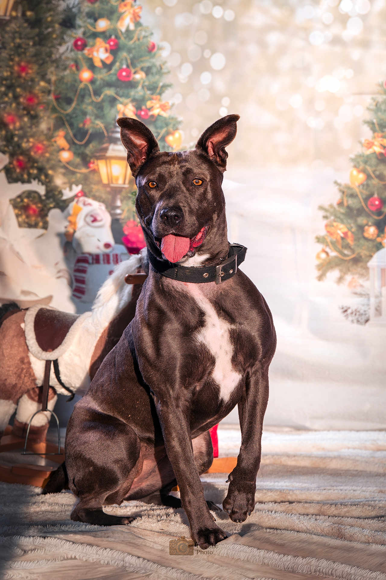 Mylie a rejoint le concours — aidez-le/la à gagner de superbes lots ! dog, black_dog, pet, animal, christmas, holiday, decorations, tree, rocking_horse, indoor, fur, collar, tongue, playful, cute, festive, background, floor, canine, portrait