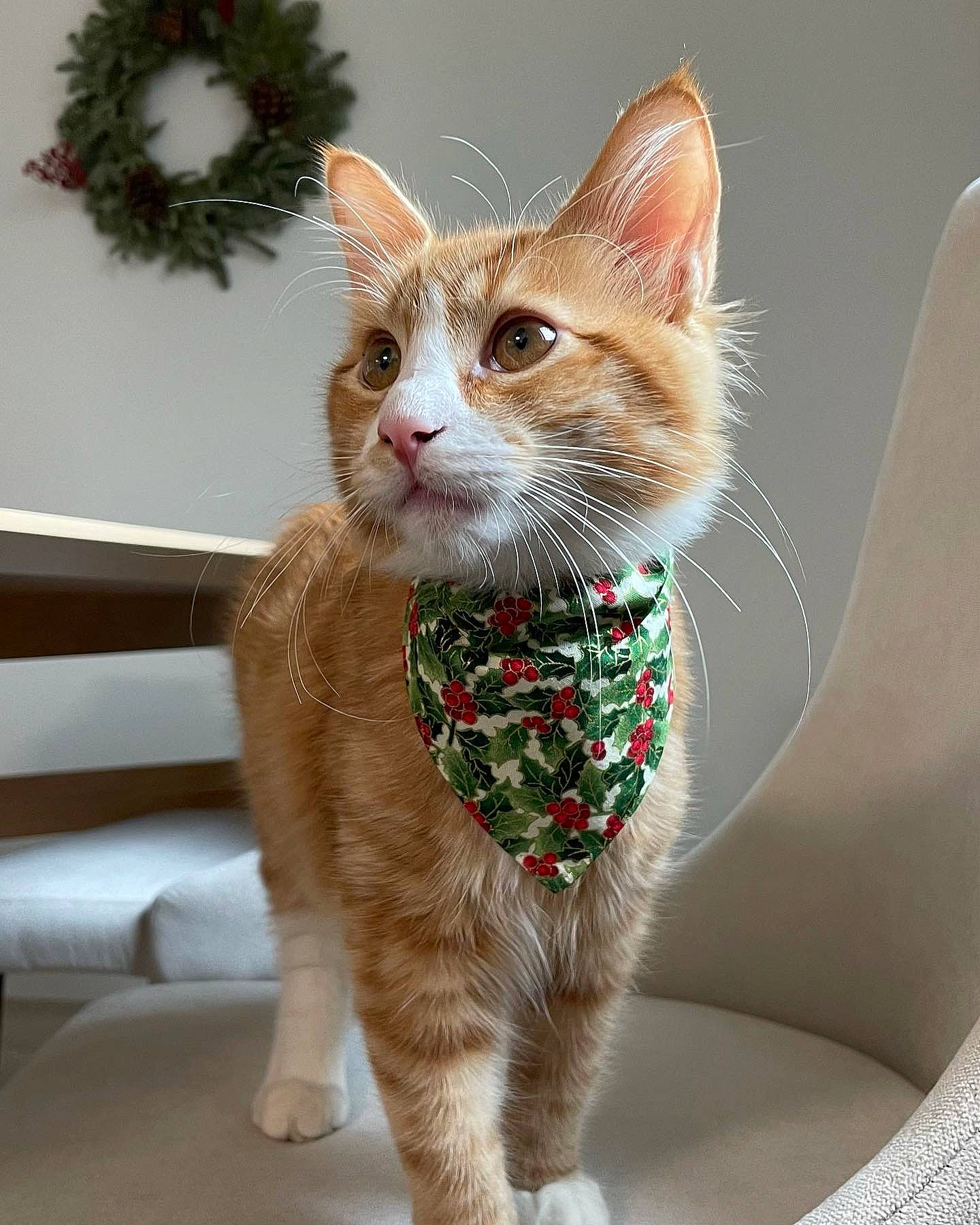 Mikan is registered to the contest to win money with this photo: carnivore, cat, christmas, collar, domestic_short_haired_cat, fawn, felidae, foot, fur, grass, leg, paw, pet_supply, plant, sitting, small_to_medium_sized_cats, snout, tail, whiskers, window