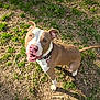 dog, pitbull, outdoor, grass, sunlight, pet, animal, canine, brown, white, collar, tag, ears, tail, happy, looking_up, nature, playful, ground, daylight