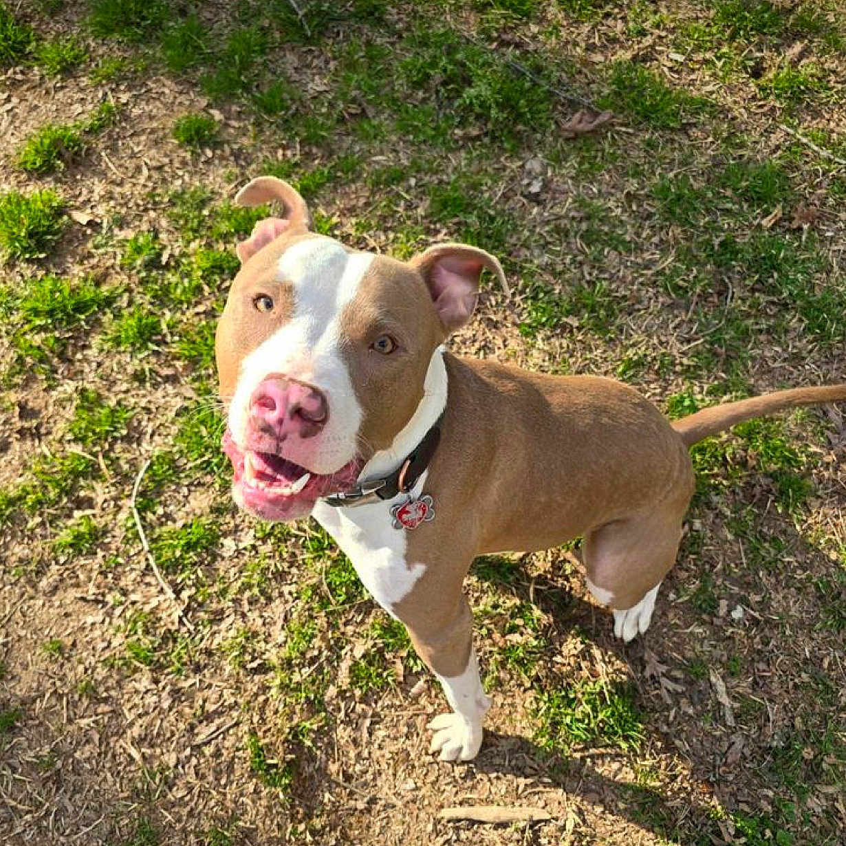 Charlie is registered to the contest to win money with this photo: animal, brown, canine, collar, daylight, dog, ears, grass, ground, happy, looking_up, nature, outdoor, pet, pitbull, playful, sunlight, tag, tail, white