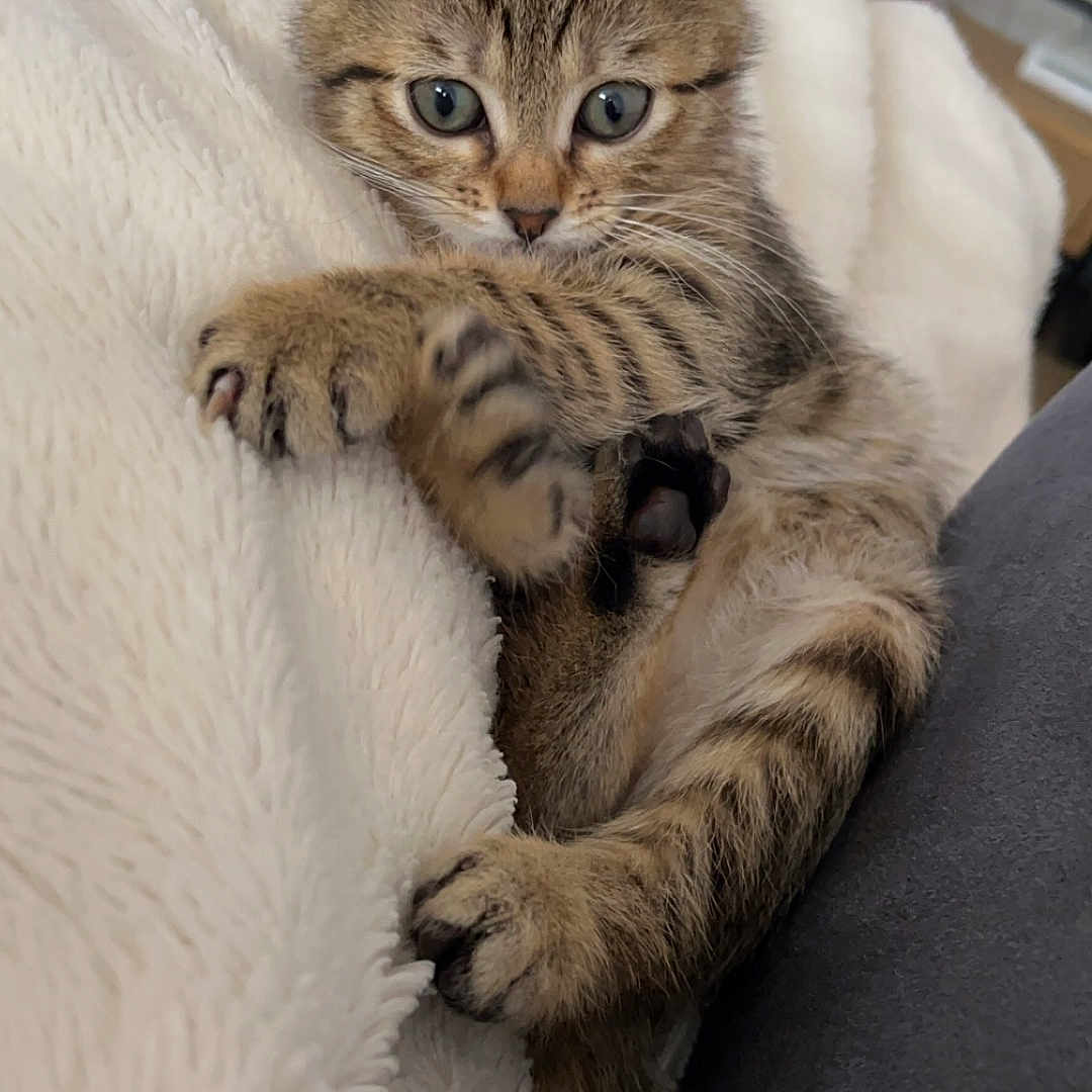 Kira