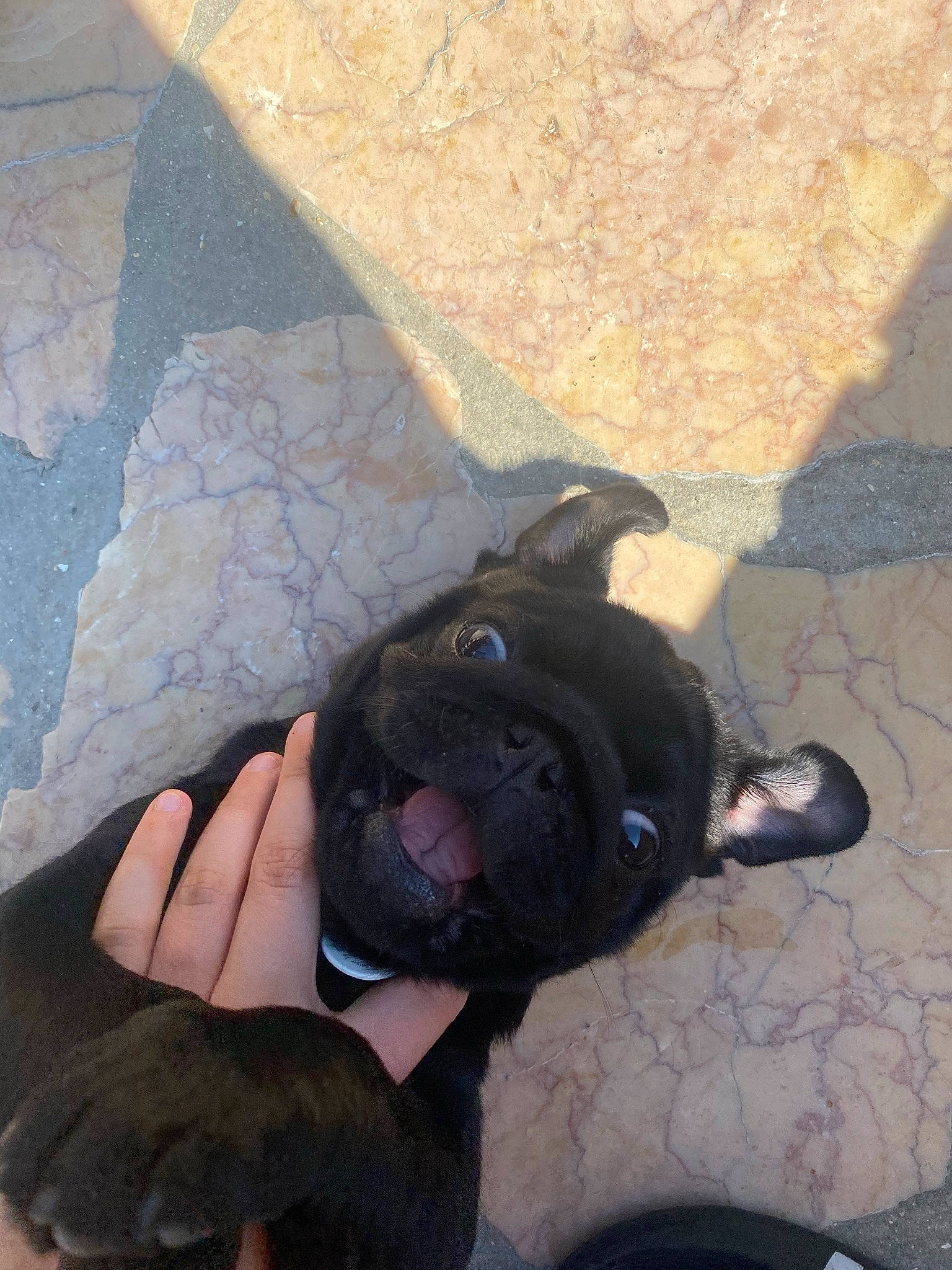 Sako a rejoint le concours — aidez-le/la à gagner de superbes lots ! canidae, carnivore, companion_dog, dog, dog_breed, dog_collar, fashion_accessory, fawn, flooring, foot, gesture, human_leg, personal_protective_equipment, pug, road_surface, selfie, snout, sporting_group, working_animal, wrinkle