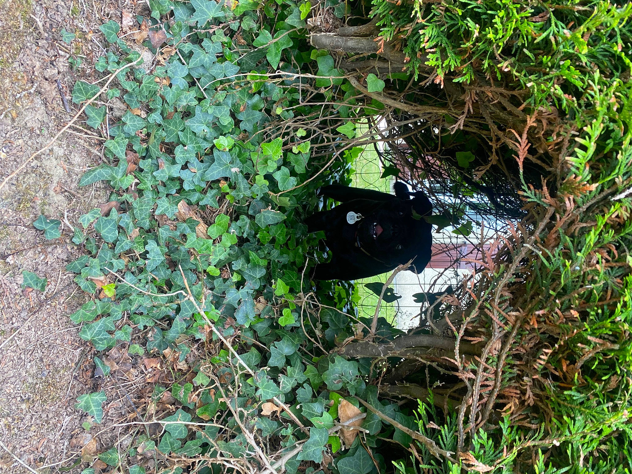 Sako a rejoint le concours — aidez-le/la à gagner de superbes lots ! annual_plant, flowering_plant, grass, groundcover, herb, herbaceous_plant, jungle, plant, shrub, soil, subshrub, terrestrial_animal, terrestrial_plant, tree, twig, wildlife