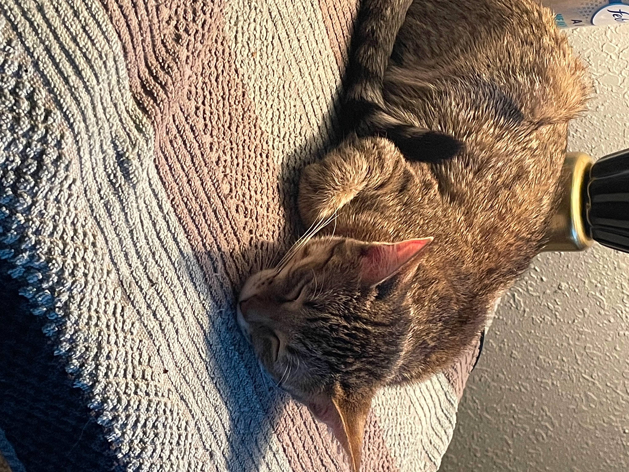 Nova Sky is registered to the contest to win money with this photo: beard, carnivore, cat, denim, domestic_short_haired_cat, facial_hair, fawn, felidae, fur, grass, grey, hat, pattern, small_to_medium_sized_cats, tail, textile, whiskers, wood, wool, wrinkle