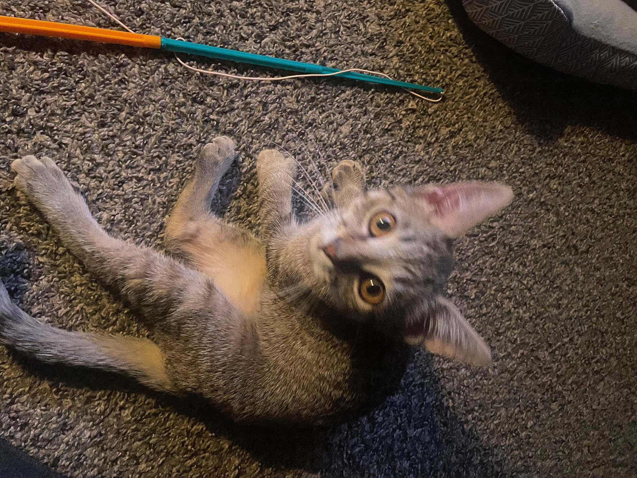 Nova Sky joined the competition — help win amazing prizes! carnivore, cat, claw, domestic_short_haired_cat, felidae, foot, fur, paw, plant, small_to_medium_sized_cats, snout, tail, terrestrial_animal, whiskers