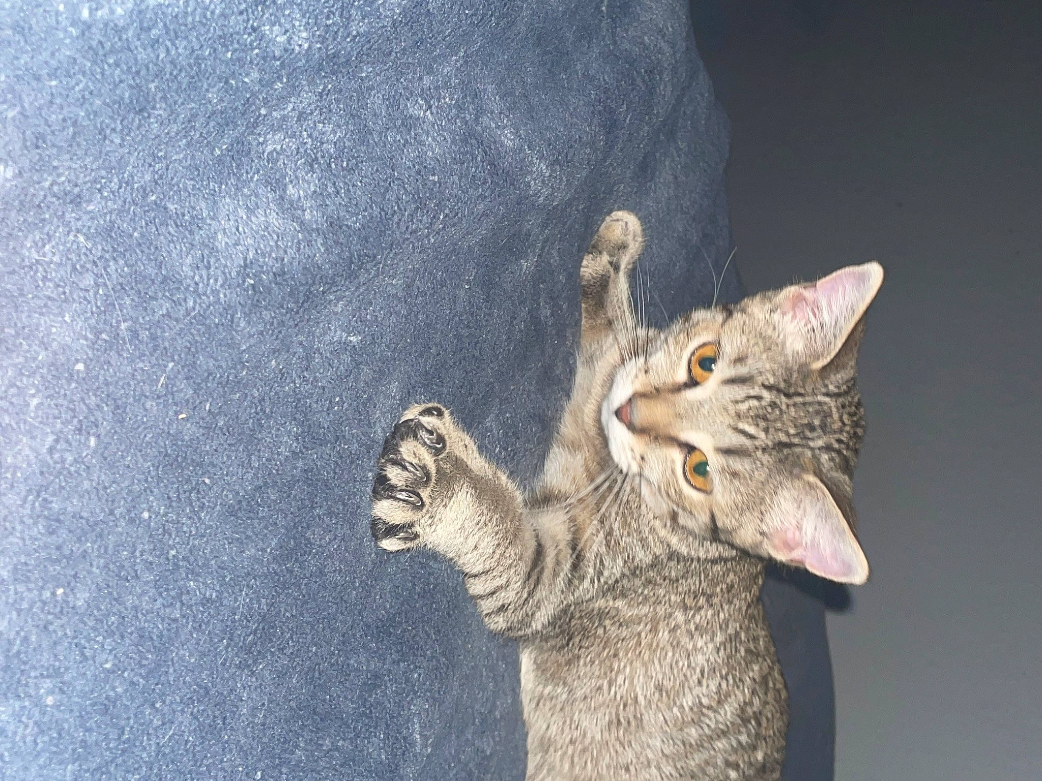 Nova Sky joined the competition — help win amazing prizes! art, carnivore, cat, claw, domestic_short_haired_cat, ear, felidae, fur, gesture, grey, paw, plant, sculpture, small_to_medium_sized_cats, snout, tail, tree, whiskers, wildlife, window