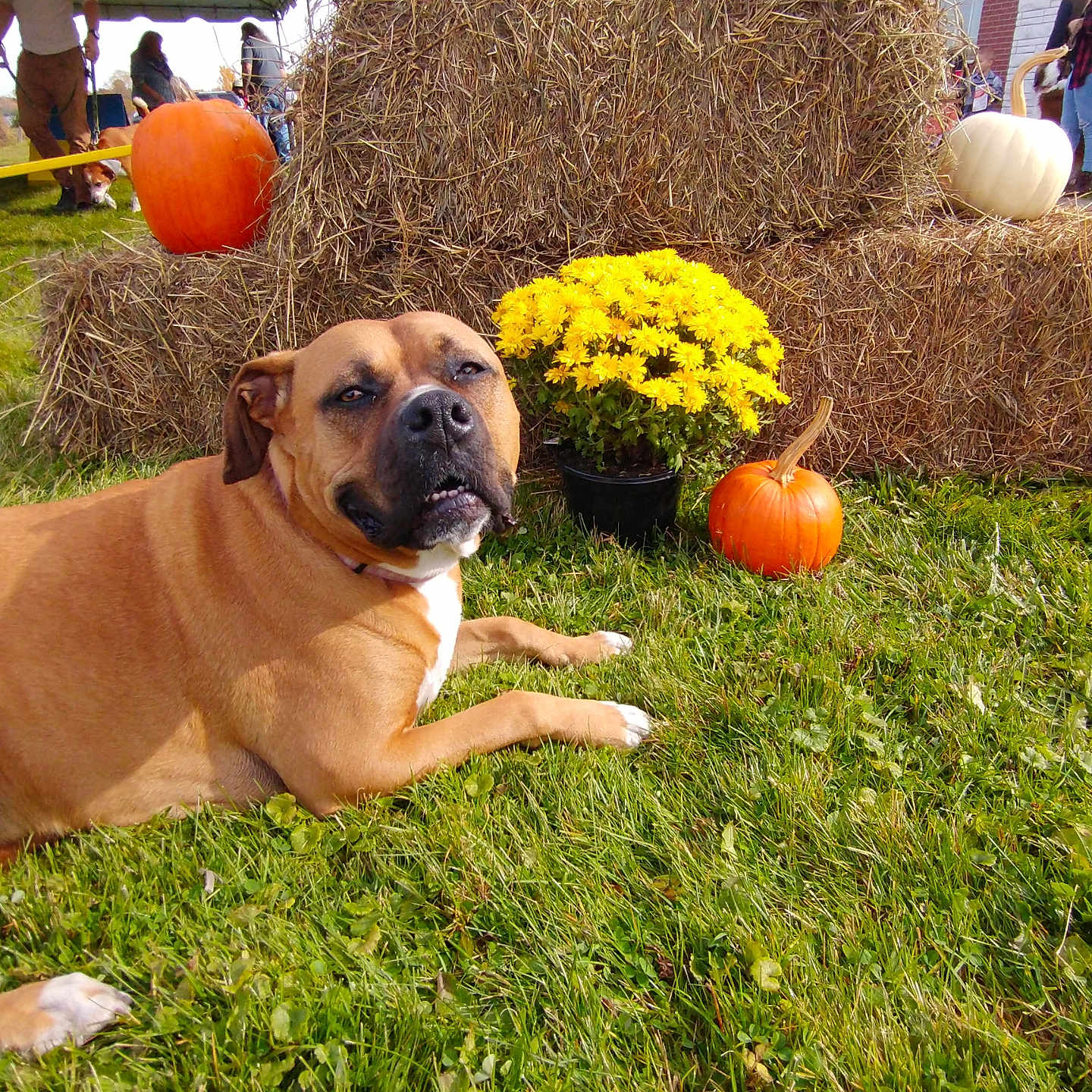 Sydney is registered to the contest to win money with this photo: animal, boxer, bulldog, canine, countryside, dog, flower, food, grass, nature, outdoors, person, pet, plant, pottedplant, produce, pumpkin, squash, straw, vegetable