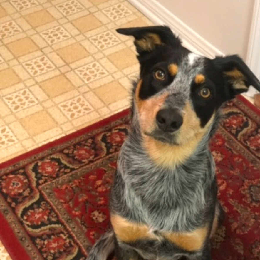 Arlo is registered to the contest to win money with this photo: accessories, animal, appenzeller, canine, chihuahua, clothing, dog, footwear, homedecor, hound, husky, indoors, interiordesign, mat, pet, puppy, rug, shoe, snout, strap