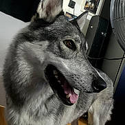 Lana a rejoint le concours — aidez-le/la à gagner de superbes lots ! dog, canine, indoor, pet, fur, animal, mouth_open, ears, floor, guitar_case, fan, brown_eyes, wooden_floor, household, standing, side_view, gray_fur, black_nose, happy, domestic