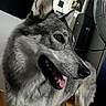 dog, canine, indoor, pet, fur, animal, mouth_open, ears, floor, guitar_case, fan, brown_eyes, wooden_floor, household, standing, side_view, gray_fur, black_nose, happy, domestic
