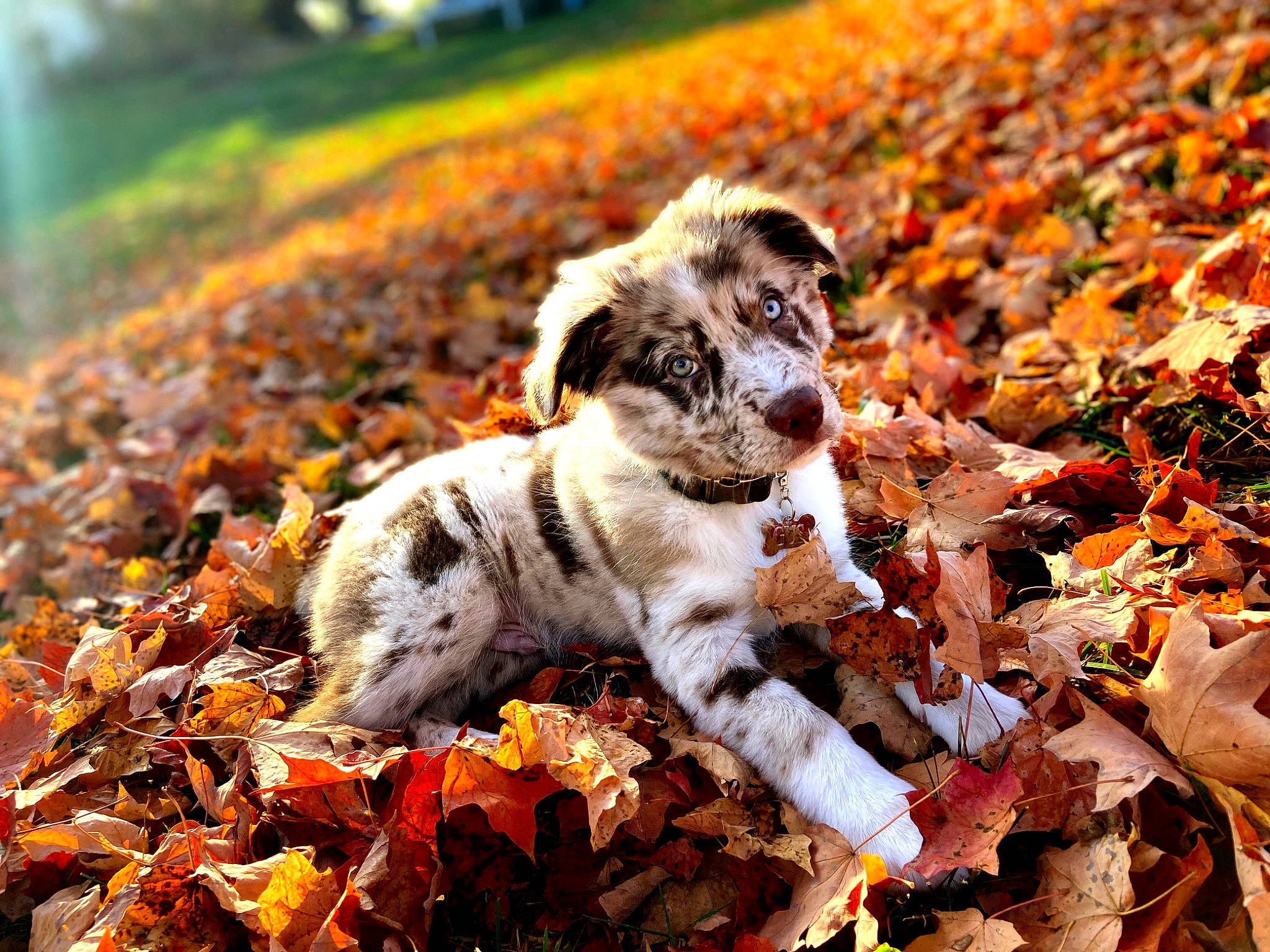 Gus is registered to the contest to win money with this photo: autumn, canidae, carnivore, companion_dog, deciduous, dog, dog_breed, fawn, groundcover, leaf, puppy, snout, sporting_group, sunlight, toy_dog, working_animal, working_dog