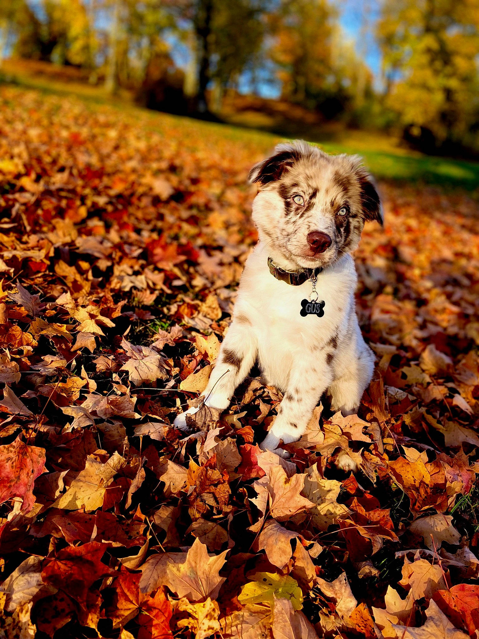 Gus is registered to the contest to win money with this photo: autumn, canidae, carnivore, companion_dog, deciduous, dog, dog_breed, groundcover, gun_dog, hunting_dog, leaf, liver, mammal, pointing_breed, snout, sporting_group, sunlight, working_animal, working_dog