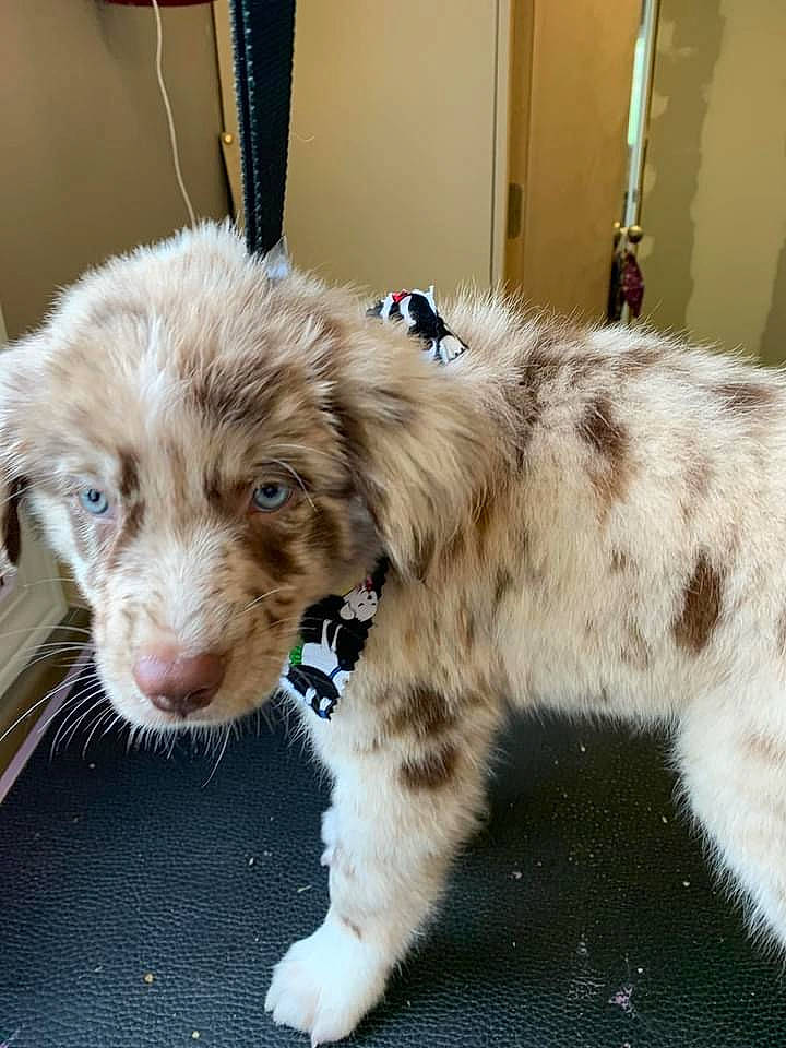 Gus is registered to the contest to win money with this photo: canidae, carnivore, companion_dog, dog, dog_breed, fawn, fur, iris, liver, paw, pet_supply, snout, sporting_group, terrestrial_animal, vertebrate, whiskers, working_animal