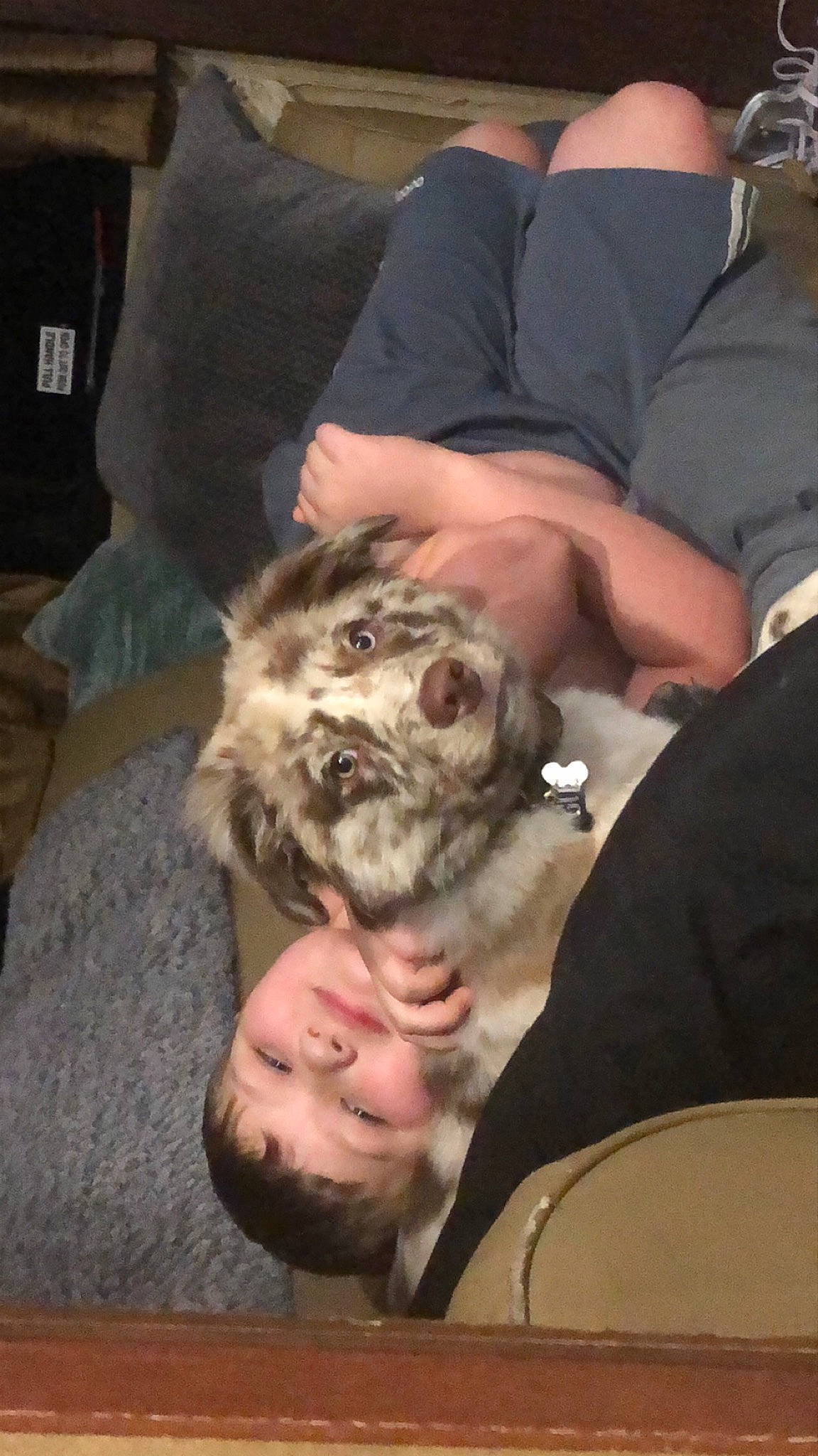 Gus is registered to the contest to win money with this photo: car_seat, carnivore, comfort, dog, dog_breed, fur, human, interaction, mammal, nail, non_sporting_group, tongue, toy_dog, vertebrate, whiskers