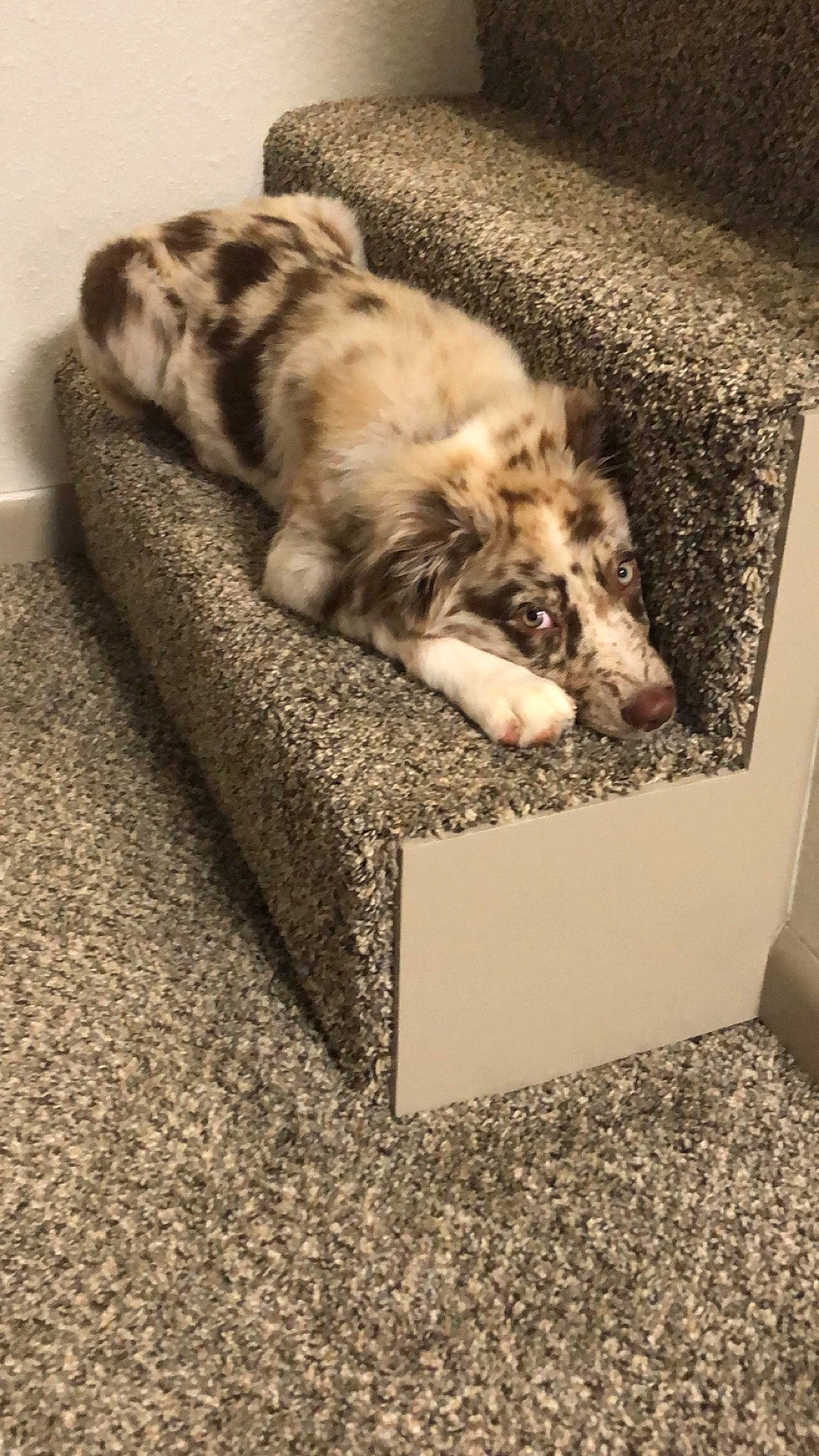 Gus joined the competition — help win amazing prizes! canidae, carnivore, cat, companion_dog, dog, dog_breed, dog_supply, fawn, felidae, fur, home_accessories, mammal, mat, pet_supply, small_to_medium_sized_cats, snout, sporting_group, vertebrate, working_animal, working_dog