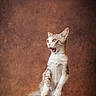 Río a rejoint le concours — aidez-le/la à gagner de superbes lots ! cat, kitten, standing, upright, open_mouth, wide_eyed, funny, surprised, animal, pet, fur, tabby, white_chest, front_paws, tail, studio, portrait, brown_background, dramatic, photography