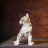 cat, tabby_cat, kitten, animal, pet, sitting, standing, open_mouth, meowing, whiskers, ears, fur, striped, white_chest, paws, portrait, studio_lighting, brown_background, dramatic, theatrical