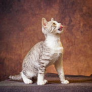 Río a rejoint le concours — aidez-le/la à gagner de superbes lots ! cat, feline, animal, pet, sitting, portrait, studio, indoors, brown_background, textured_background, white_fur, gray_fur, striped_fur, yellow_eyes, open_mouth, whiskers, ears, tail, paws, dramatic_expression