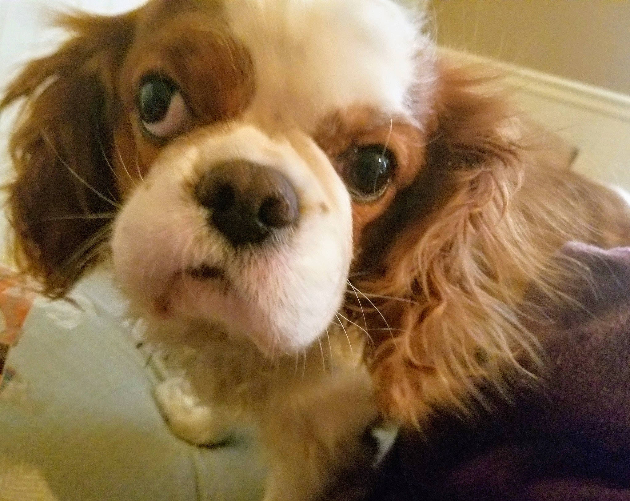 Droopy Dog is registered to the contest to win money with this photo: canidae, carnivore, cavalier_king_charles_spaniel, cocker_spaniel, companion_dog, dog, dog_breed, eye, fawn, king_charles_spaniel, mammal, puppy, puppy_love, rare_breed_dog, snout, spaniel, sporting_group, toy_dog, vertebrate, whiskers