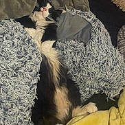 Luckyy joined the competition — help win amazing prizes! cat, black_and_white, fluffy, sleeping, blanket, yellow_blanket, soft_texture, cozy, indoor, pet, fur, resting, cute, animal, comfort, relaxed, home, snuggled, nap, feline