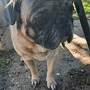 Dimitri joined the competition — help win amazing prizes! dog, pug, outdoor, grass, dirt, sunlight, shadow, chair, pet, animal, canine, closeup, portrait, fence, backyard, nature, daylight, paw, snout, ears