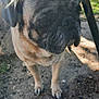 dog, pug, outdoor, grass, dirt, sunlight, shadow, chair, pet, animal, canine, closeup, portrait, fence, backyard, nature, daylight, paw, snout, ears