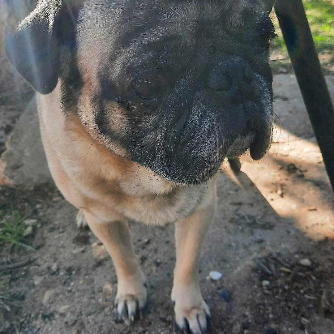 Dimitri joined the competition — help win amazing prizes! animal, backyard, canine, chair, closeup, daylight, dirt, dog, ears, fence, grass, nature, outdoor, paw, pet, portrait, pug, shadow, snout, sunlight