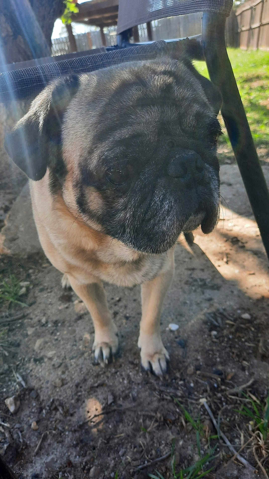Dimitri