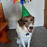 Boba joined the competition — help win amazing prizes! dog, birthday, party_hat, carpet, indoor, pet, celebration, happy, smiling, banner, brown_and_white, sitting, floor, wall, home, cute, animal, canine, tag, name_tag