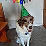 dog, birthday, party_hat, carpet, indoor, pet, celebration, happy, smiling, banner, brown_and_white, sitting, floor, wall, home, cute, animal, canine, tag, name_tag